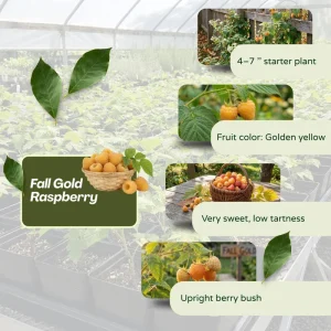 Fall Gold Raspberry Live Plant 4-7” Tall – Everbearing Yellow Berry Bush for Home Garden - Image 2