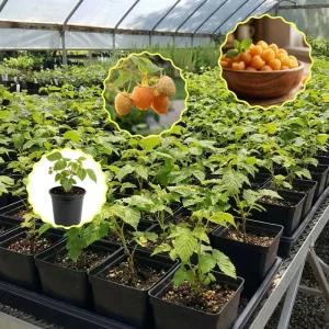 Fall Gold Raspberry Live Plant 4-7” Tall – Everbearing Yellow Berry Bush for Home Garden - Image 3
