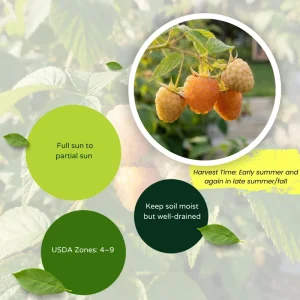 Fall Gold Raspberry Live Plant 4-7” Tall – Everbearing Yellow Berry Bush for Home Garden - Image 5