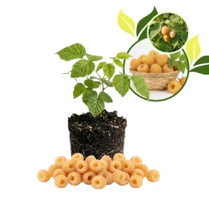 Fall Gold Raspberry Live Plant 4-7” Tall – Everbearing Yellow Berry Bush for Home Garden - Image 1