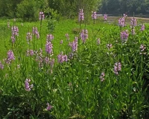 Fall Obedient Plant Live 1 Gallon - Perennial Outdoor Flower - Image 2