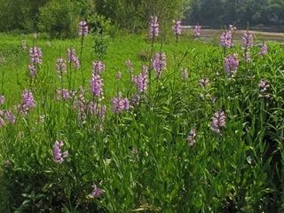 Fall Obedient Plant Live 1 Gallon - Perennial Outdoor Flower - Image 2