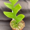 Fern Leaf Cactus Live Plant - Selenicereus chrysocardium - 3 inch Pot - Image 1