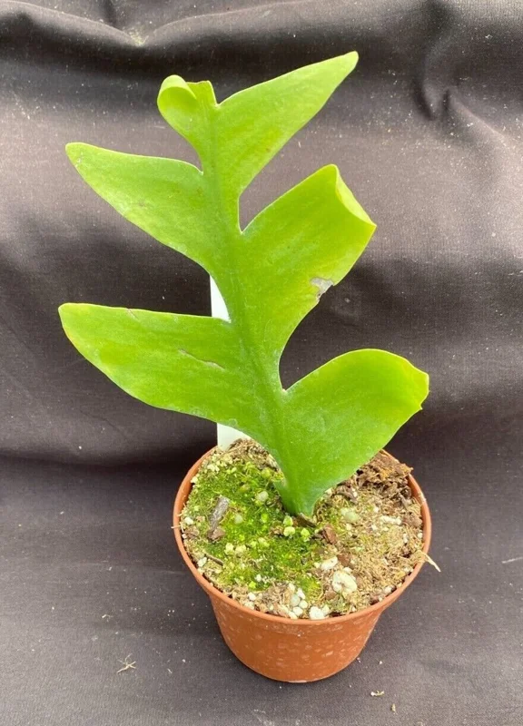 Fern Leaf Cactus Live Plant - Selenicereus chrysocardium - 3 inch Pot - Image 1