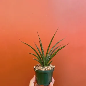Fernwood Mikado Snake Plant - Live Houseplant - 4