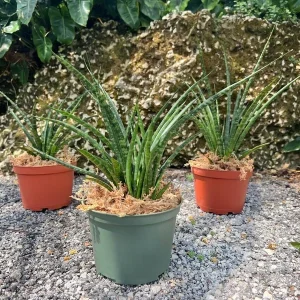 Fernwood Mikado Snake Plant - Live Houseplant - 4
