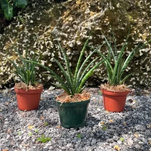 Fernwood Mikado Snake Plant - Live Houseplant - 4