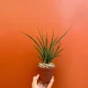 Fernwood Mikado Snake Plant - Live Houseplant - 4" Pot - Easy Care - Image 1
