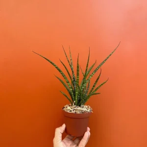 Fernwood Mikado Snake Plant - Live Houseplant - 4
