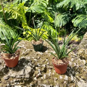 Fernwood Mikado Snake Plant - Live Houseplant - 4