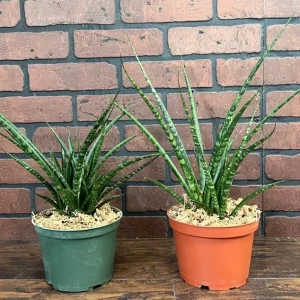 Fernwood Mikado Snake Plant - Live Houseplant - 4