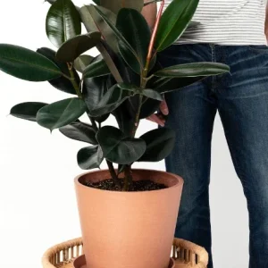 Ficus Elastica Burgundy Rubber Plant - Live Houseplant - 4