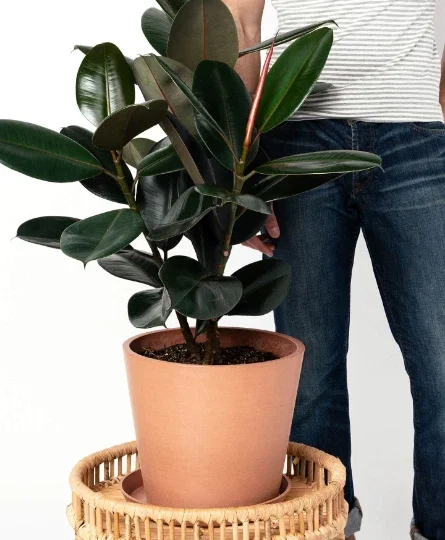 Ficus Elastica Burgundy Rubber Plant - Live Houseplant - 4" Pot - Image 10
