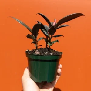 Ficus Elastica Burgundy Rubber Plant - Live Houseplant - 4
