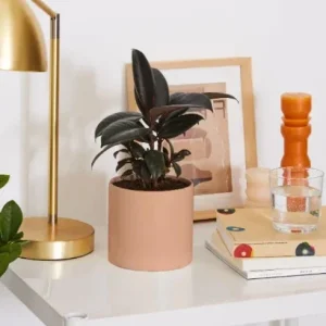 Ficus Elastica Burgundy Rubber Plant - Live Houseplant - 4