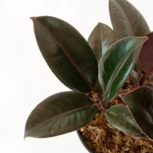 Ficus Elastica Burgundy Rubber Plant - Live Houseplant - 4