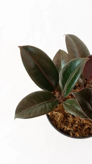 Ficus Elastica Burgundy Rubber Plant - Live Houseplant - 4" Pot - Image 4
