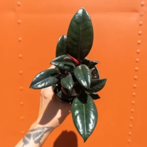 Ficus Elastica Burgundy Rubber Plant - Live Houseplant - 4