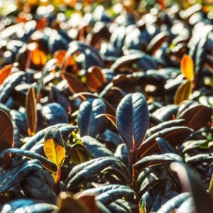 Ficus Elastica Burgundy Rubber Plant - Live Houseplant - 4