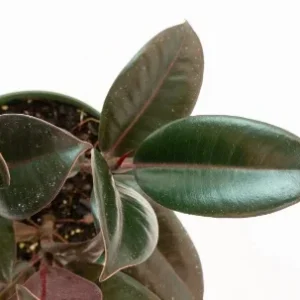 Ficus Elastica Burgundy Rubber Plant - Live Houseplant - 4