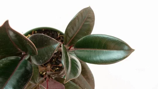 Ficus Elastica Burgundy Rubber Plant - Live Houseplant - 4" Pot - Image 9