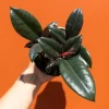 Ficus Elastica Burgundy Rubber Plant - Live Houseplant - 4" Pot - Image 1
