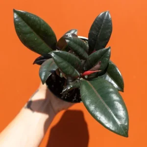 Ficus Elastica Burgundy Rubber Plant - Live Houseplant - 4