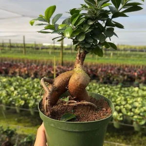 Ficus Ginseng Bonsai Plant – Live Tropical Indoor Houseplant – Home Decor - Image 2