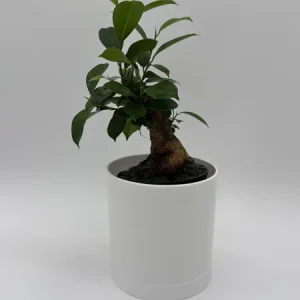 Ficus Ginseng Bonsai Plant – Live Tropical Indoor Houseplant – Home Decor - Image 3