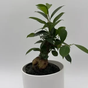 Ficus Ginseng Bonsai Plant – Live Tropical Indoor Houseplant – Home Decor - Image 4