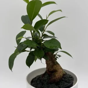 Ficus Ginseng Bonsai Plant – Live Tropical Indoor Houseplant – Home Decor - Image 5
