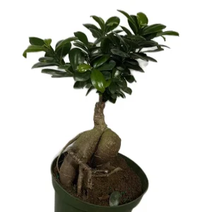 Ficus Ginseng Bonsai Plant – Live Tropical Indoor Houseplant – Home Decor - Image 6