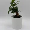 Ficus Ginseng Bonsai Plant – Live Tropical Indoor Houseplant – Home Decor - Image 1
