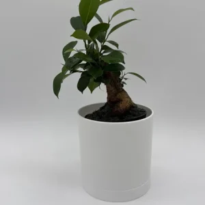 Ficus Ginseng Bonsai Plant – Live Tropical Indoor Houseplant – Home Decor - Image 1