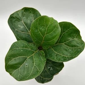 Fiddle Leaf Fig Live Plant – Ficus Lyrata – 6 inch Pot – Indoor Houseplant - Image 2