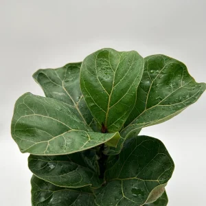 Fiddle Leaf Fig Live Plant – Ficus Lyrata – 6 inch Pot – Indoor Houseplant - Image 3