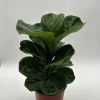 Fiddle Leaf Fig Live Plant – Ficus Lyrata – 6 inch Pot – Indoor Houseplant - Image 1