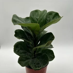 Fiddle Leaf Fig Live Plant – Ficus Lyrata – 6 inch Pot – Indoor Houseplant - Image 1