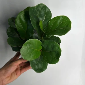 Fiddle Leaf Fig Live Plant – Ficus Lyrata – 6 inch Pot – Indoor Houseplant - Image 4