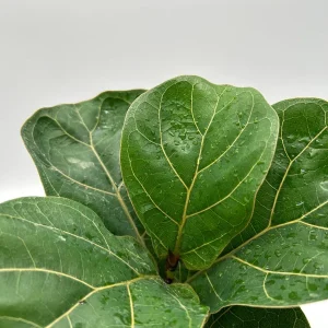 Fiddle Leaf Fig Live Plant – Ficus Lyrata – 6 inch Pot – Indoor Houseplant - Image 5