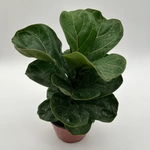 Fiddle Leaf Fig Live Plant – Ficus Lyrata – 6 inch Pot – Indoor Houseplant - Image 6