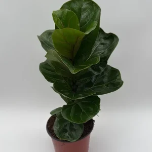 Fiddle Leaf Fig Live Plant – Ficus Lyrata – 6 inch Pot – Indoor Houseplant - Image 7