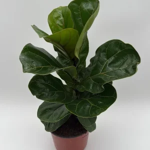 Fiddle Leaf Fig Live Plant – Ficus Lyrata – 6 inch Pot – Indoor Houseplant - Image 8