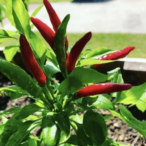 Filipino Bird's Eye Pepper Seeds - Siling Labuyo - 100 Seed Pack - Image 2