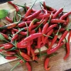 Filipino Bird's Eye Pepper Seeds - Siling Labuyo - 100 Seed Pack - Image 1