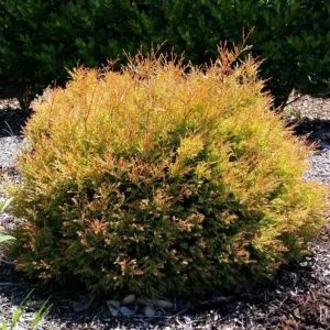Fire Chief Globe Arborvitae Live Plant – Dwarf Shrub, Red & Gold Foliage, 1 Quart Pot, 6 Inch Tall, Outdoor - Image 2