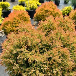 Fire Chief Globe Arborvitae Live Plant – Dwarf Shrub, Red & Gold Foliage, 1 Quart Pot, 6 Inch Tall, Outdoor - Image 3