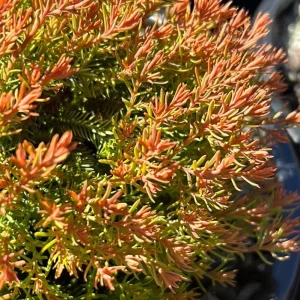 Fire Chief Globe Arborvitae Live Plant – Dwarf Shrub, Red & Gold Foliage, 1 Quart Pot, 6 Inch Tall, Outdoor - Image 4