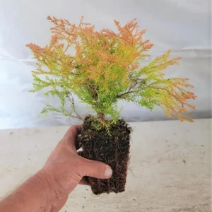 Fire Chief Globe Arborvitae Live Plant – Dwarf Shrub, Red & Gold Foliage, 1 Quart Pot, 6 Inch Tall, Outdoor - Image 5