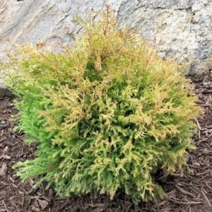 Fire Chief Globe Arborvitae Live Plant – Dwarf Shrub, Red & Gold Foliage, 1 Quart Pot, 6 Inch Tall, Outdoor - Image 6